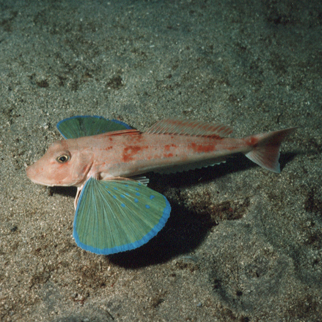 Chelidonichthys spinosus